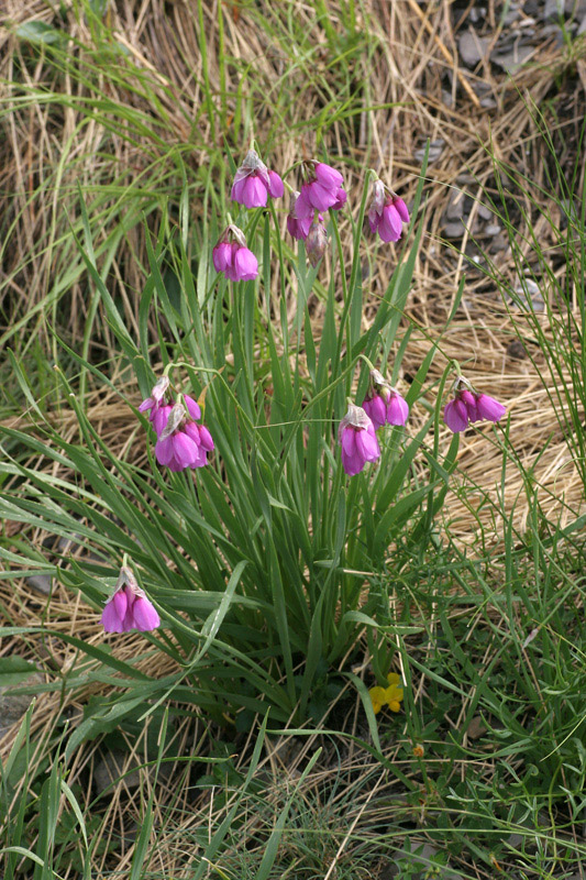 Allium narcissiflorum / Aglio piemontese